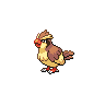 Pidgey